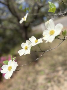 White dogwood blossoms.